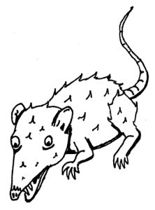 Giant Rat